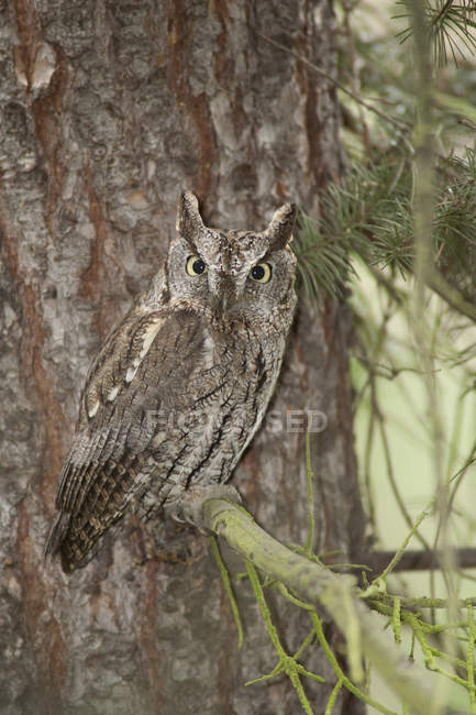 Western screech-owl perched on fir tree branch in woods. — Stock Photo