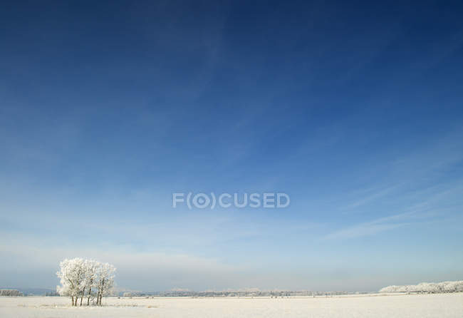 Frosted trees in field near Water Valley, Alberta, Canada — Stock Photo