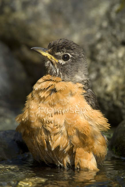 American robin bathing in stream water, close-up — Stock Photo