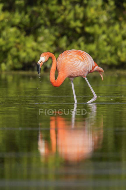 Pássaro flamingo americano alimentando-se na água da lagoa em Cuba
. — Fotografia de Stock