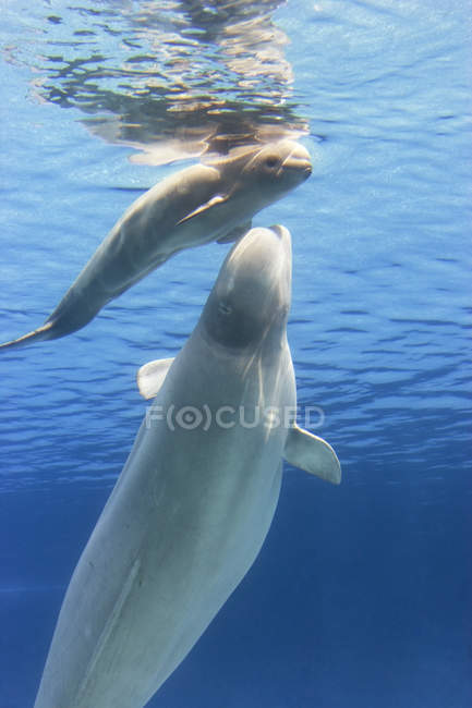 Beluga whale with calf swimming in blue water — Stock Photo