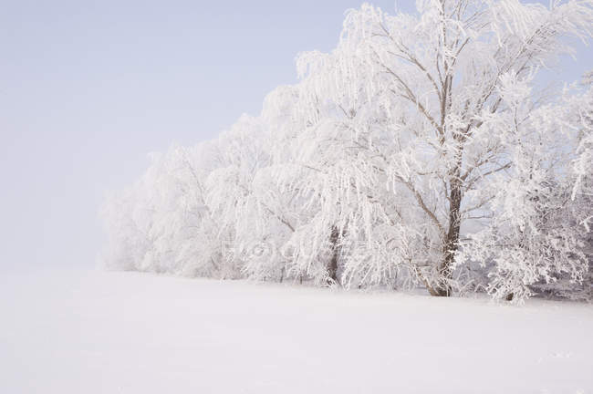 Gelée blanche sur les arbres près de Cooks Creek, Manitoba, Canada — Photo de stock