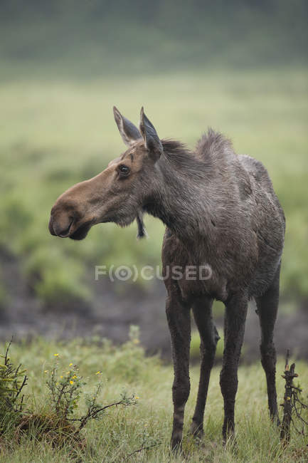 Moose pascolo nel prato verde delle Montagne Rocciose, Alberta, Canada — Foto stock