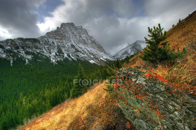 Forest and Mount Lineham of Waterton Lakes National Park, Альберта, Канада — стоковое фото