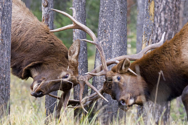 Bull elks fighting for dominance during mating season in forest of Alberta, Canada. — Stock Photo
