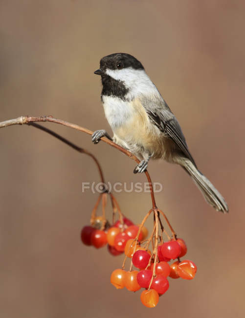 Black-capped chickadee perched on branch with red berries — Stock Photo