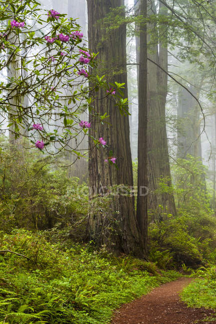 Redwoods und Rhododendrons entlang des Damnation Creek Trail im Redwoods State Park an der Nordküste, Kalifornien, USA — Stockfoto