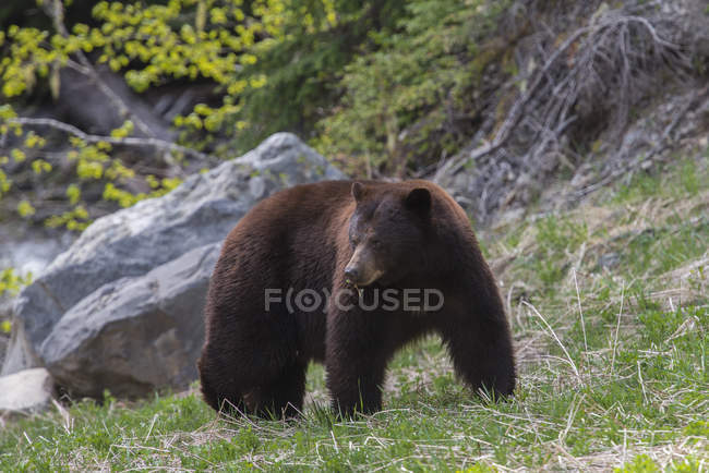 Ours noir à fourrure brunâtre dans le parc provincial Manning, Colombie-Britannique, Canada . — Photo de stock