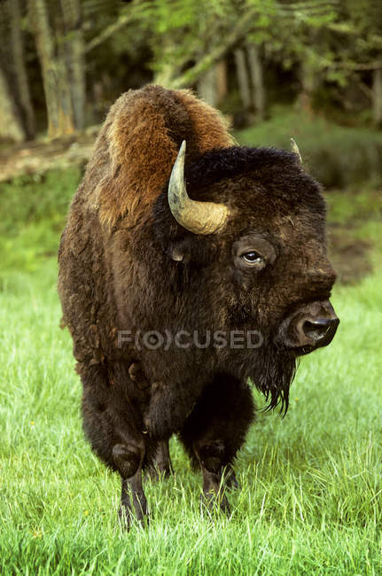 Bull adulto de pastagens de bisões-das-planícies no prado verde em Alberta, Canadá . — Fotografia de Stock