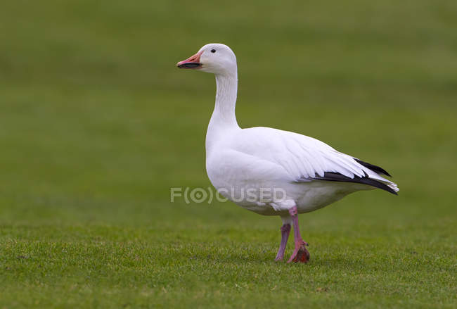 Snow goose standing on green lawn grass — Stock Photo