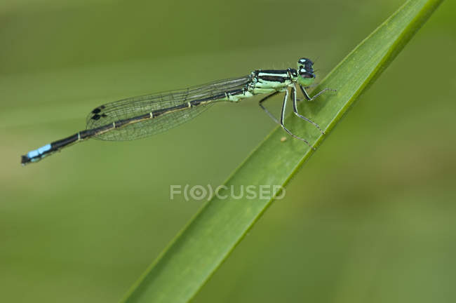 Western forktail dragonfly perched on plant in meadow, close-up. — Stock Photo