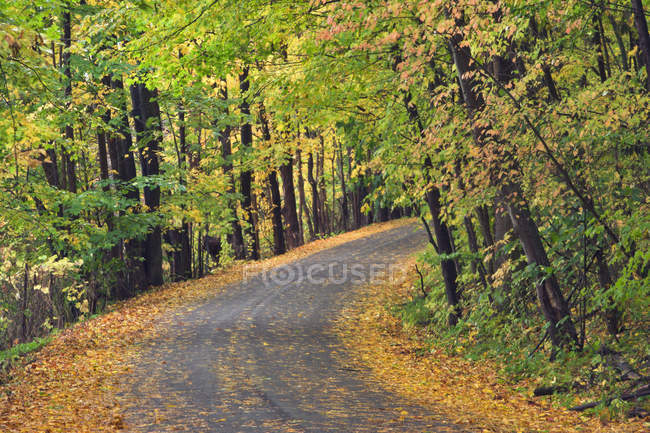 Сірка Springs Road в осінній ліс, Pelham, Онтаріо, Канада — стокове фото