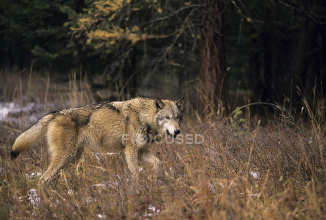 Lobo en hierba seca en bosques de Alberta, Canadá . - foto de stock