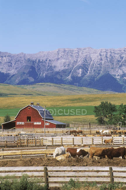 Rocky Mountains foothills ranch with cattle in Alberta, Canada. — Stock Photo