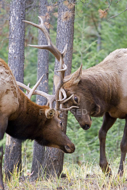Alces touro lutando por dominância durante a época de acasalamento na floresta de Alberta, Canadá . — Fotografia de Stock