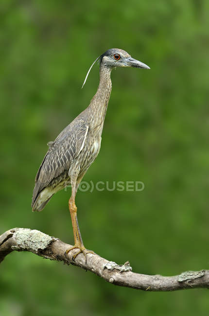 Yellow-crowned night heron perched on branch outdoors — Stock Photo