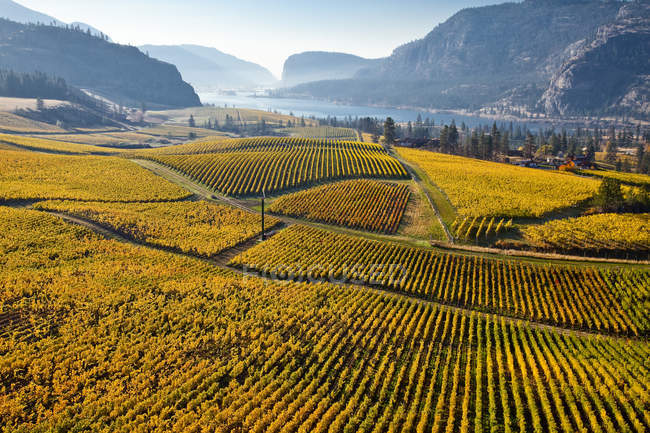 Campos vitivinícolas otoñales en Okanagan Falls, Okanagan Valley, Columbia Británica, Canadá
. — Stock Photo
