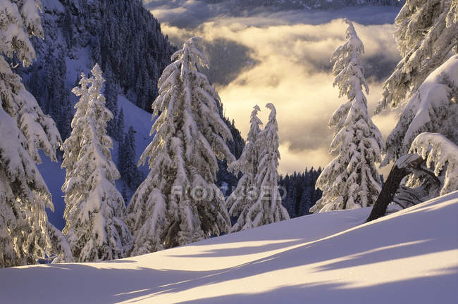 Сніг накривав дерева в Маунт Сеймур Провінційний парк, Британська Колумбія, Канада — стокове фото