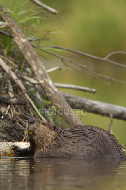 Beaver building dam from logs in water, close-up — Stock Photo