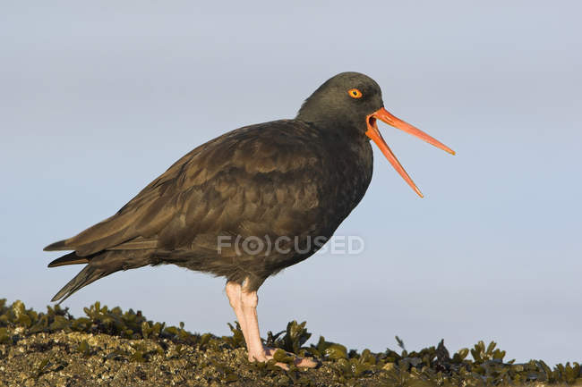 Black oystercatcher standing and calling on rocky shore. — Stock Photo