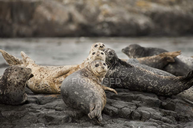 Портові тюлені лежать на каменях і дивляться в камеру у воді . — стокове фото