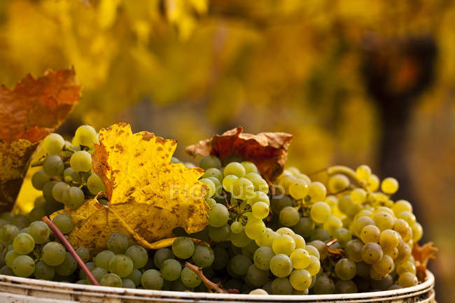 Harvested Gewurztraminer grapes in bowl in vineyard, close-up. — Stock Photo