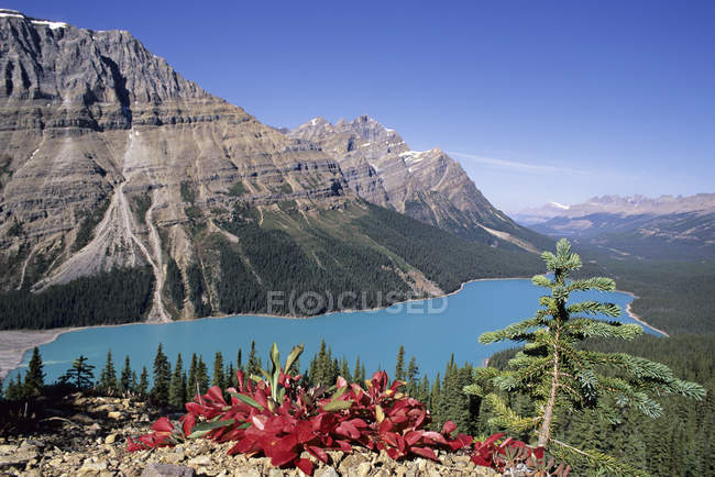 Peyto-See und rote Bärlauchblätter in den Bergen des Banff-Nationalparks, Alberta, Kanada — Stockfoto