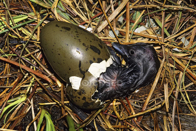 Poulette huard du Pacifique en éclosion dans le nid, gros plan — Photo de stock