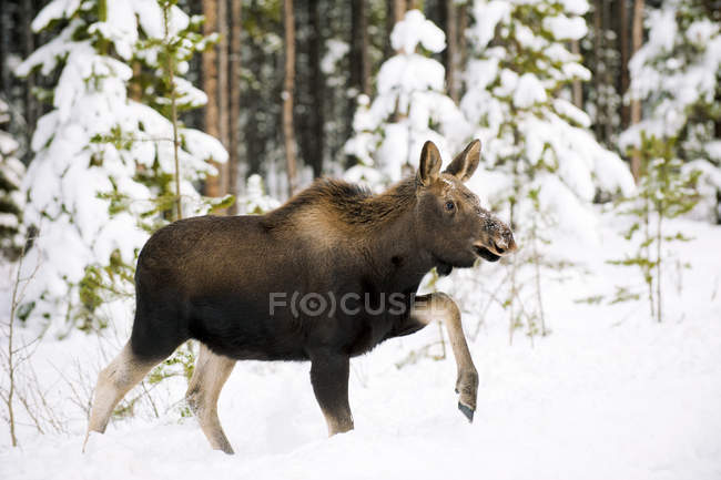 Теленок лося прогуливается по заснеженным лесам национального парка Джаспер, Альберта, Канада — стоковое фото