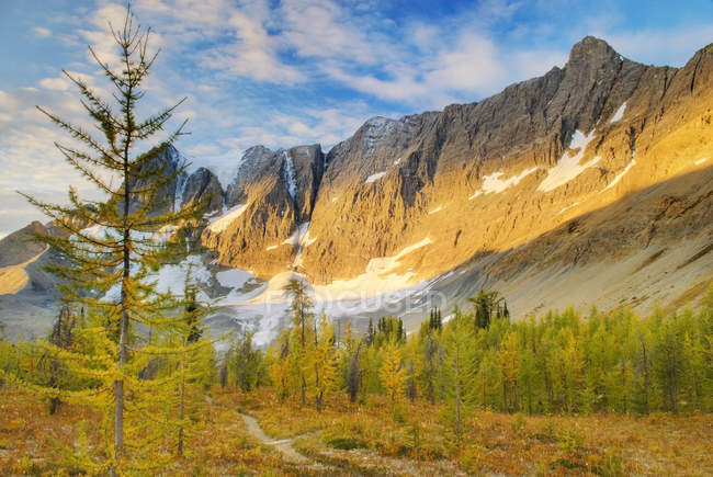 Лиственницы в осенней листве на территории национального парка Кутеней, Британская Колумбия, Канада — стоковое фото