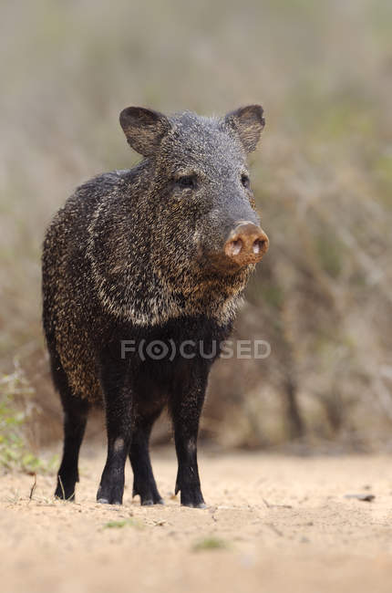 Collared peccary on sandy ground in wilderness of Texas, United States of America — Stock Photo
