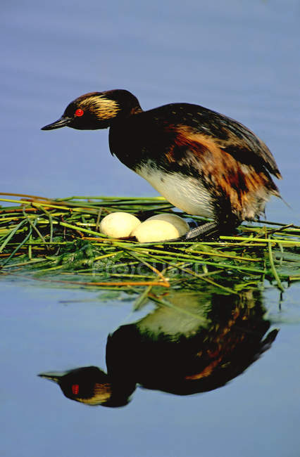 Гніздо вухатої зелені відображається в озерній воді — стокове фото