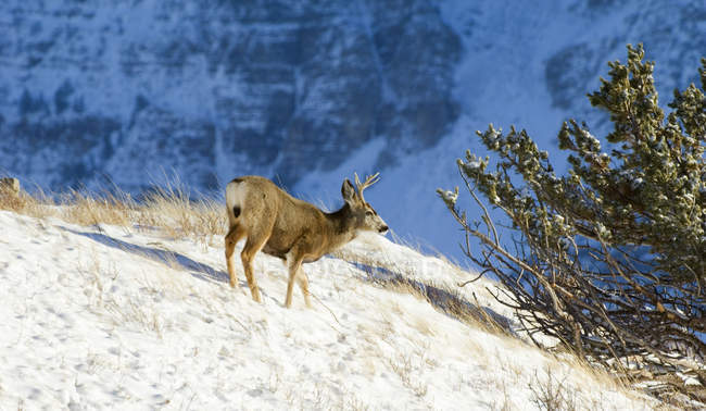 Cervo mulo Maschio in piedi sulla cima della collina innevata — Foto stock