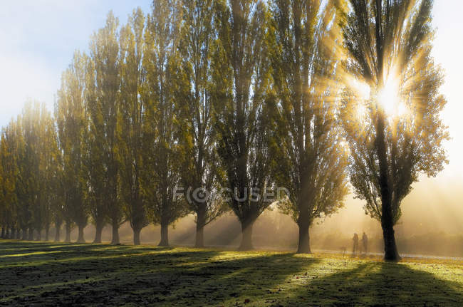 Joggers and dogs with sunrise through fog and trees, Burnaby Lake Regional Park, Burnaby, British Columbia, Canada — Stock Photo