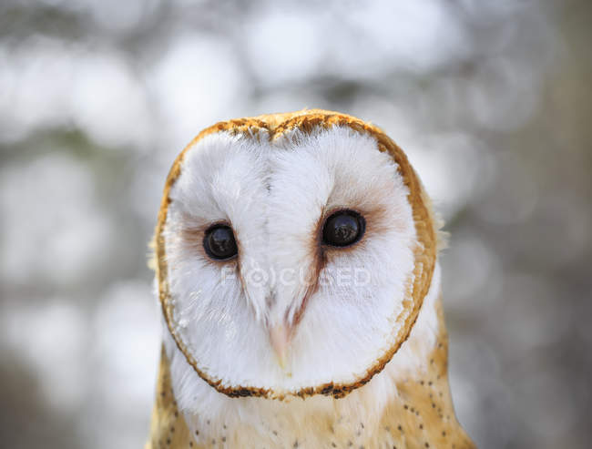 Portrait of barn owl looking away outdoors. — Stock Photo