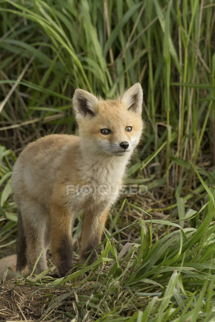 Red fox kit standing in green meadow grass. — Stock Photo
