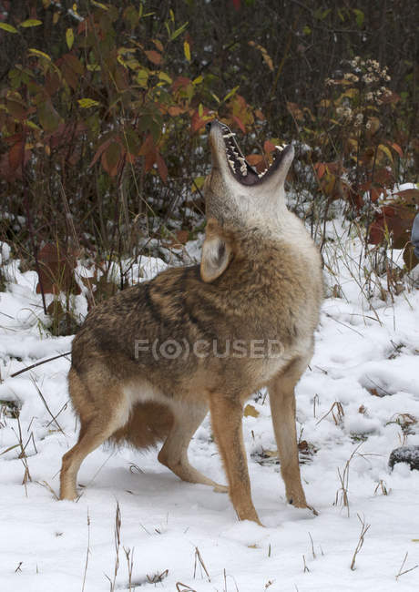 Coyote che ulula sulla neve nel bosco in inverno . — Foto stock