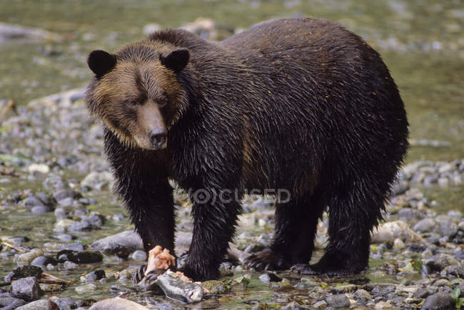 Grizzlybär frisst Lachs an der Küste. — Stockfoto