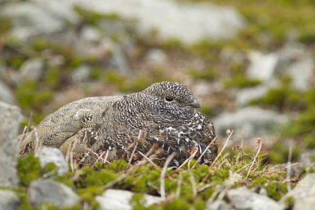 White-tailed ptarmigan on nest in rocky meadow, close-up. — Stock Photo