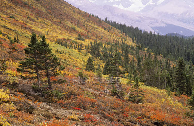 Herbstliches Laub des Wilcox Pass über dem Wirrwarr Creek Valley, Columbia Eisfelder, Jaspis-Nationalpark, Alberta, Kanada — Stockfoto