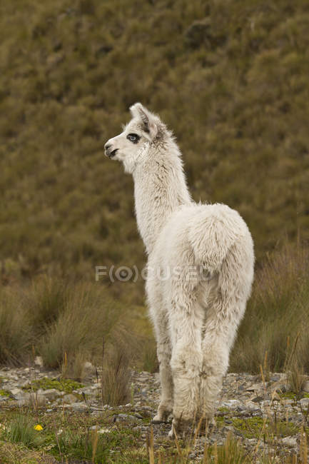 Weißes Lama weidet im grasbewachsenen Hochland Ecuadors — Stockfoto