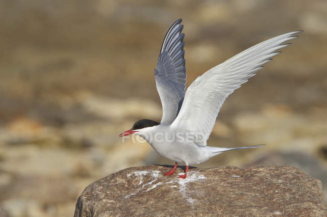 Arctic tern with wings outstretched perching on coastal boulder. — Stock Photo
