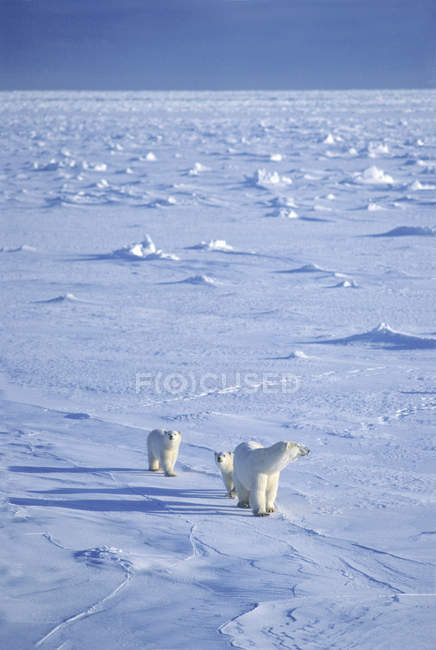 Orso polare femmina che viaggia su pack ice con cuccioli a Hudson Bay, Canada . — Foto stock