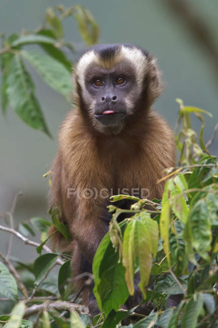 Macaco-prego-de-capuchinho-marrom sentado na folhagem da árvore — Fotografia de Stock