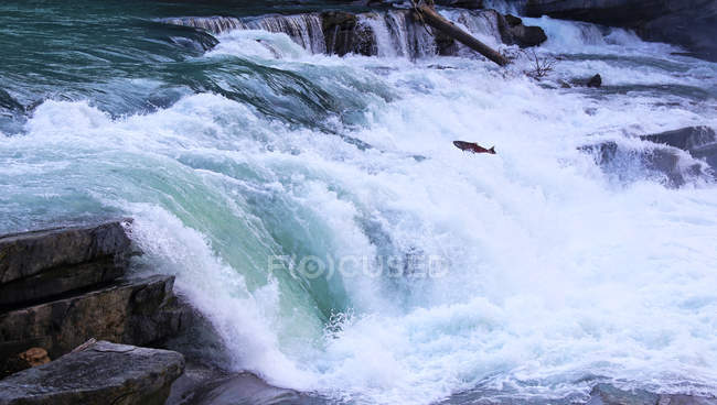 Salmón saltando en las cataratas del río Fraser en Columbia Británica, Canadá - foto de stock