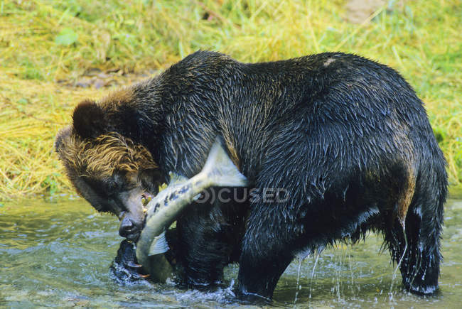 Urso pardo captura peixe salmão chum na água do rio . — Fotografia de Stock