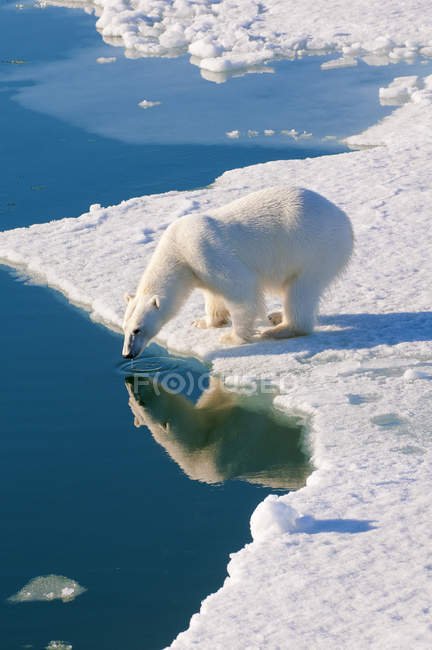 Orso polare che guarda nell'acqua su pack ice, Arcipelago delle Svalbard, Artico norvegese — Foto stock