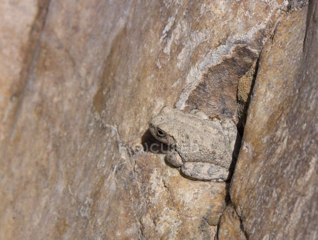 Canyon tree frog sitting in rock face of Grand Canyon, Arizona, USA — Stock Photo