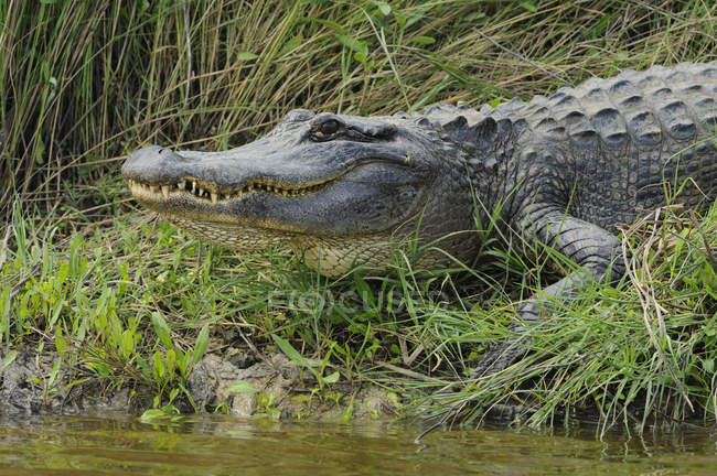Alligator zu Wasser im Brazos Bend State Park, Texas, Vereinigte Staaten von Amerika — Stockfoto