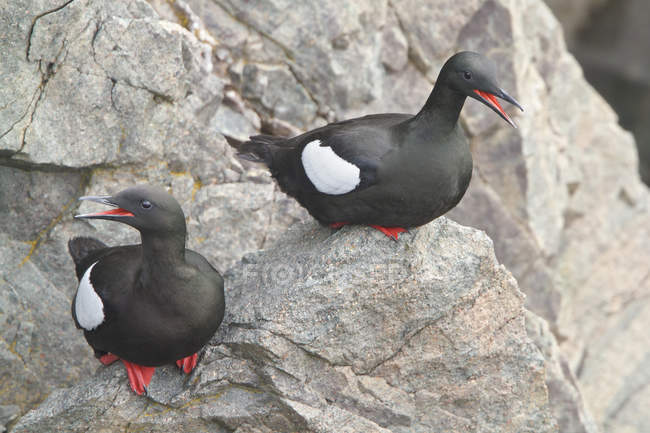 Black guillemots perched and calling on rocky cliff. — Stock Photo